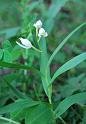 cephalanthera damasonium